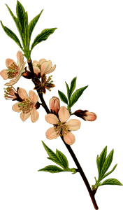 Almond PNG – Healthy Nut Snack png