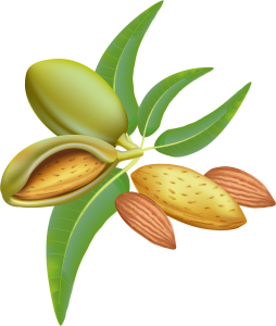 Almond PNG – Healthy Nut Snack png