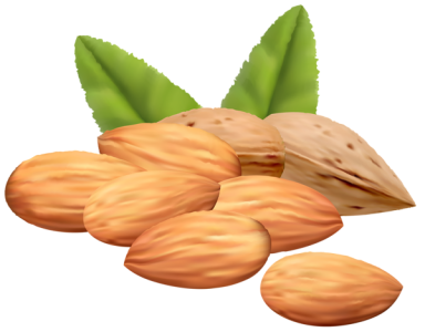Almond Nut PNG – Transparent Background png