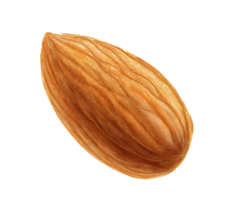 Almond Nut PNG – Transparent Background png