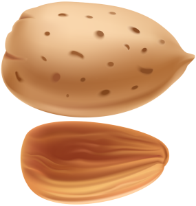 Almond Nut PNG – Transparent Background png
