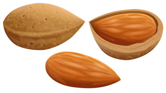 Almond Nut PNG – Transparent Background png