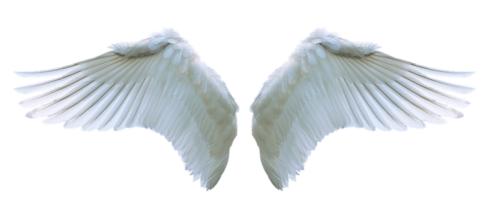 Angel Wings PNG – Transparent Background