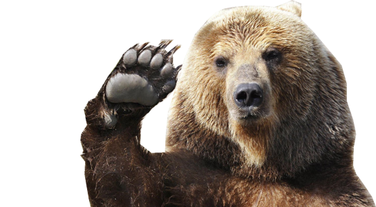 Bear Clipart PNG – Forest Animal Graphic