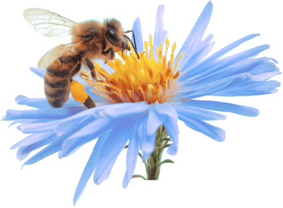 Bee PNG – Transparent Insect Illustration
