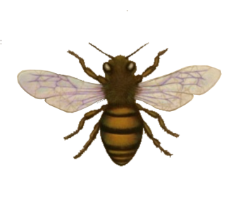 Bee PNG – Transparent Insect Illustration