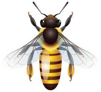 Bee PNG – Transparent Insect Illustration