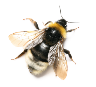Bee PNG – Transparent Insect Illustration