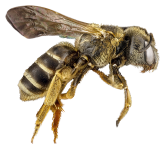 Bee PNG – Transparent Insect Illustration