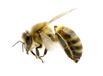 Bee PNG – Transparent Insect Illustration