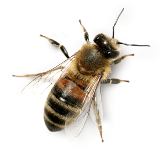 Bee PNG – Transparent Insect Illustration