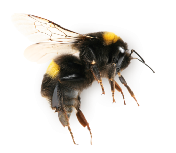 Bee PNG – Transparent Insect Illustration