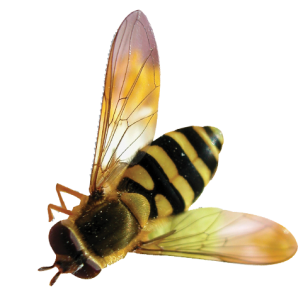 Bee PNG – Transparent Insect Illustration