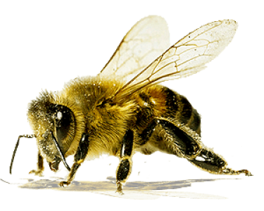 Honeybee Clipart PNG – Nature and Pollination Graphic