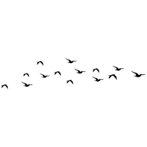 Flying Birds Transparent Image