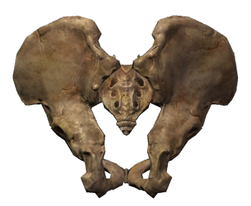 Human Bone Illustration PNG Download