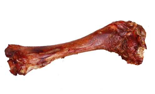 Human Bone Illustration PNG Download