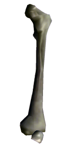 Human Bone Illustration PNG Download