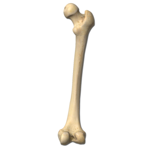 Human Bone Illustration PNG Download