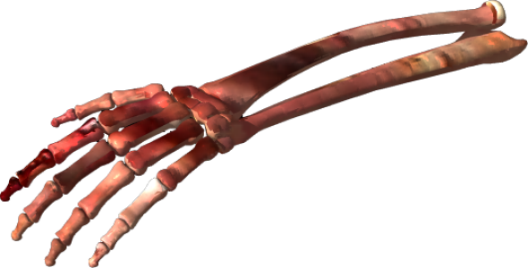 Human Bone Illustration PNG Download