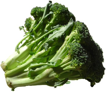 Fresh Broccoli Vegetable PNG Download