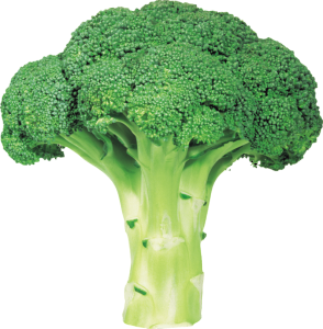 Fresh Broccoli Vegetable PNG Download