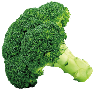 Fresh Broccoli Vegetable PNG Download