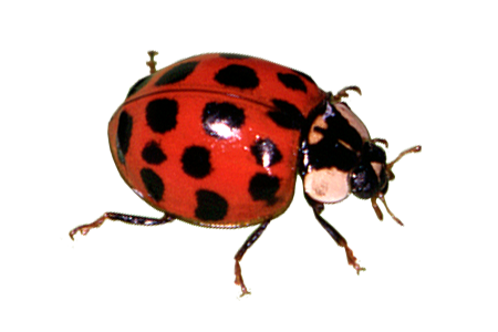 Insect/Bug Illustration PNG Download