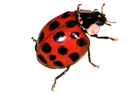 Insect/Bug Illustration PNG Download