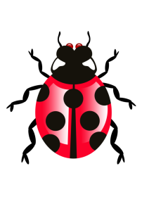 Insect/Bug Illustration PNG Download