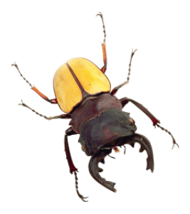 Insect/Bug Illustration PNG Download