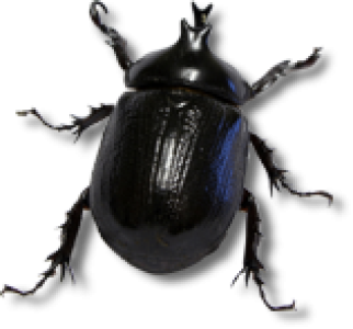 Insect/Bug Illustration PNG Download