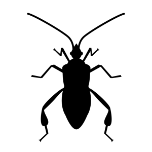 Insect/Bug Illustration PNG Download