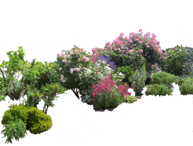 Bunga Clipart PNG Transparent Image