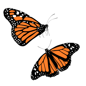 Colorful Butterfly Illustration PNG Download