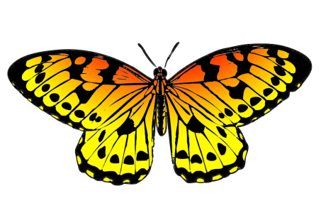 Colorful Butterfly Illustration PNG Download