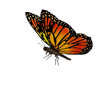 Colorful Butterfly Illustration PNG Download
