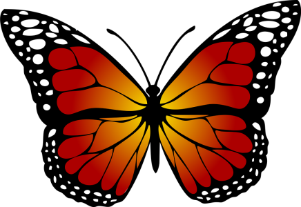 Colorful Butterfly Illustration PNG Download