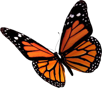 Colorful Butterfly Illustration PNG Download