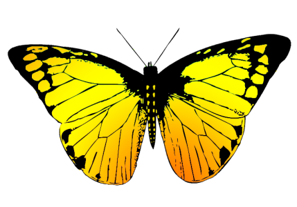 Colorful Butterfly Illustration PNG Download