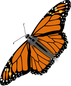 Colorful Butterfly Illustration PNG Download