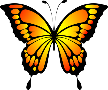 Colorful Butterfly Illustration PNG Download