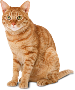 Cute Cat Illustration PNG Download